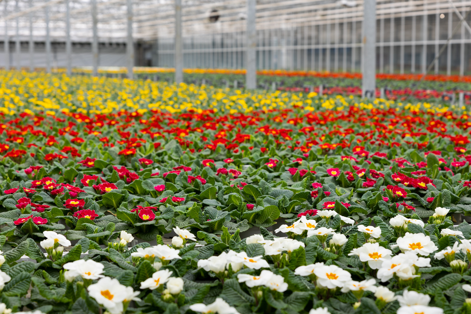 Reihen von Zierpflanzen bei Hartmann Gartenbau.