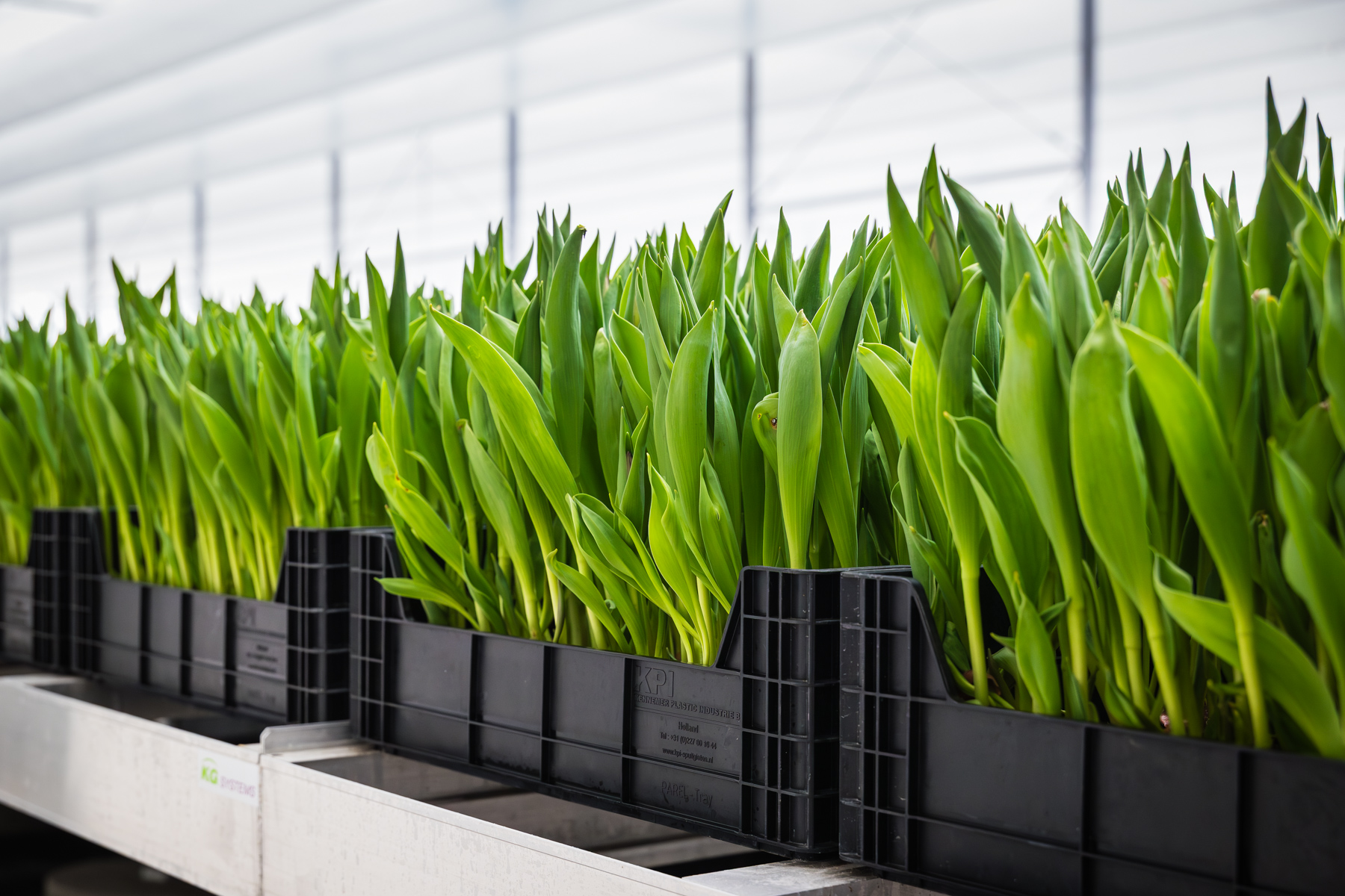 Tulpen in Kisten bei der Kunden Zwettulips, TTA-ISO.