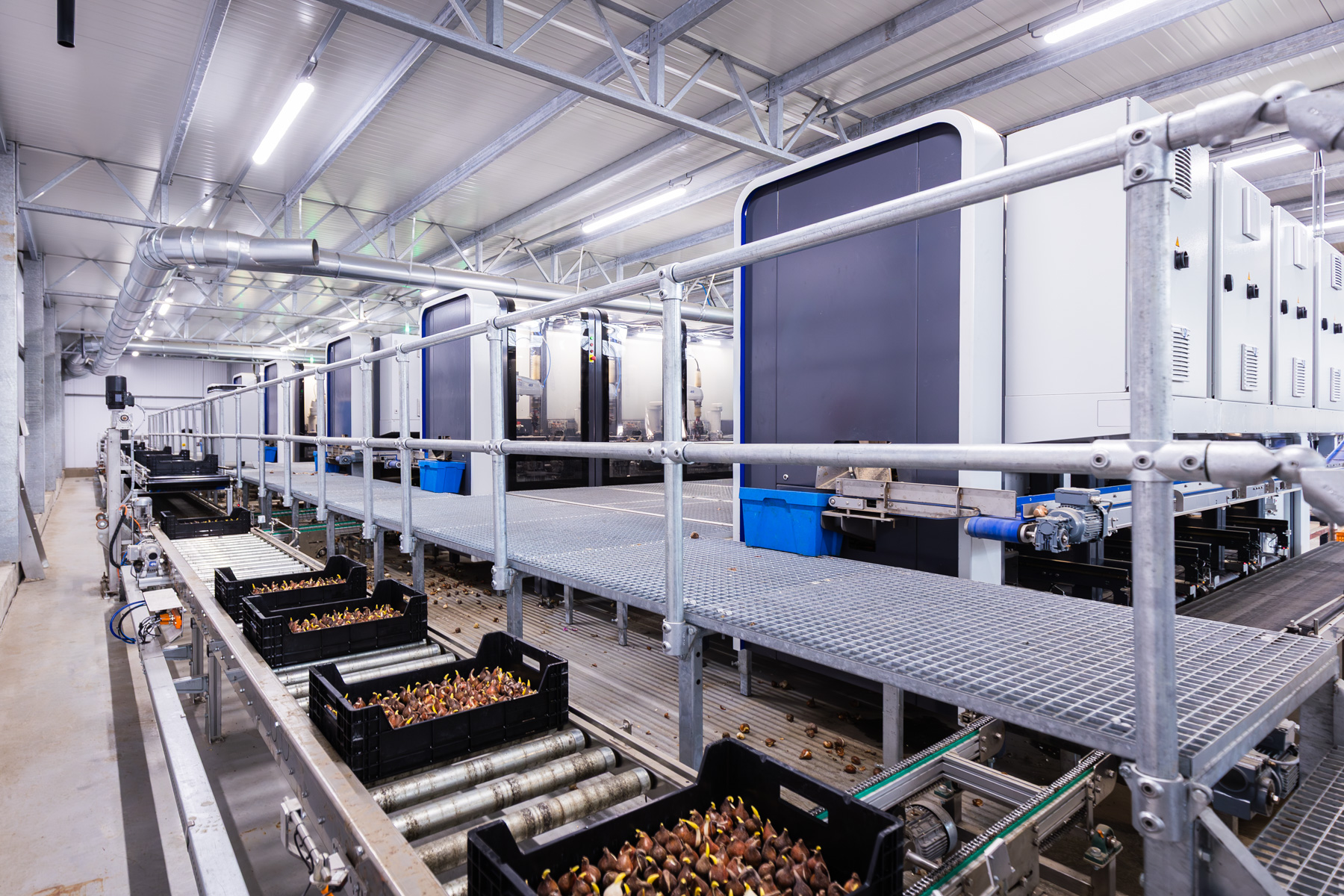 Neun „BulbPlanters“ in einer Reihe – die Maschine von TTA-ISO zum Einlegen von Tulpenzwiebeln in Kisten.