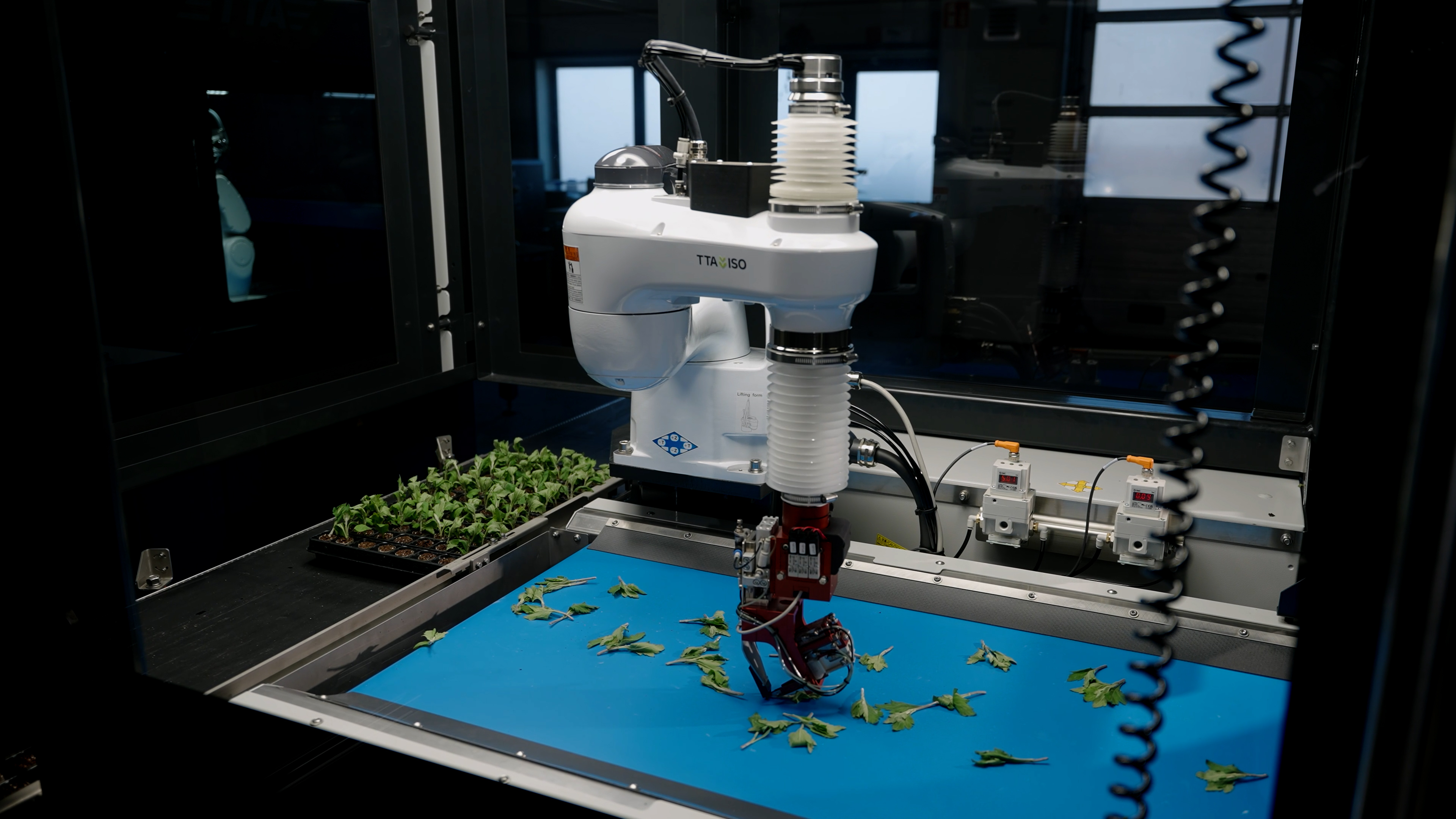 Ein robotergesteuerter Kippgreifer entnimmt einen Pflanzensteckling vom Förderband im TTA-ISO CuttingPlanter 2.0.