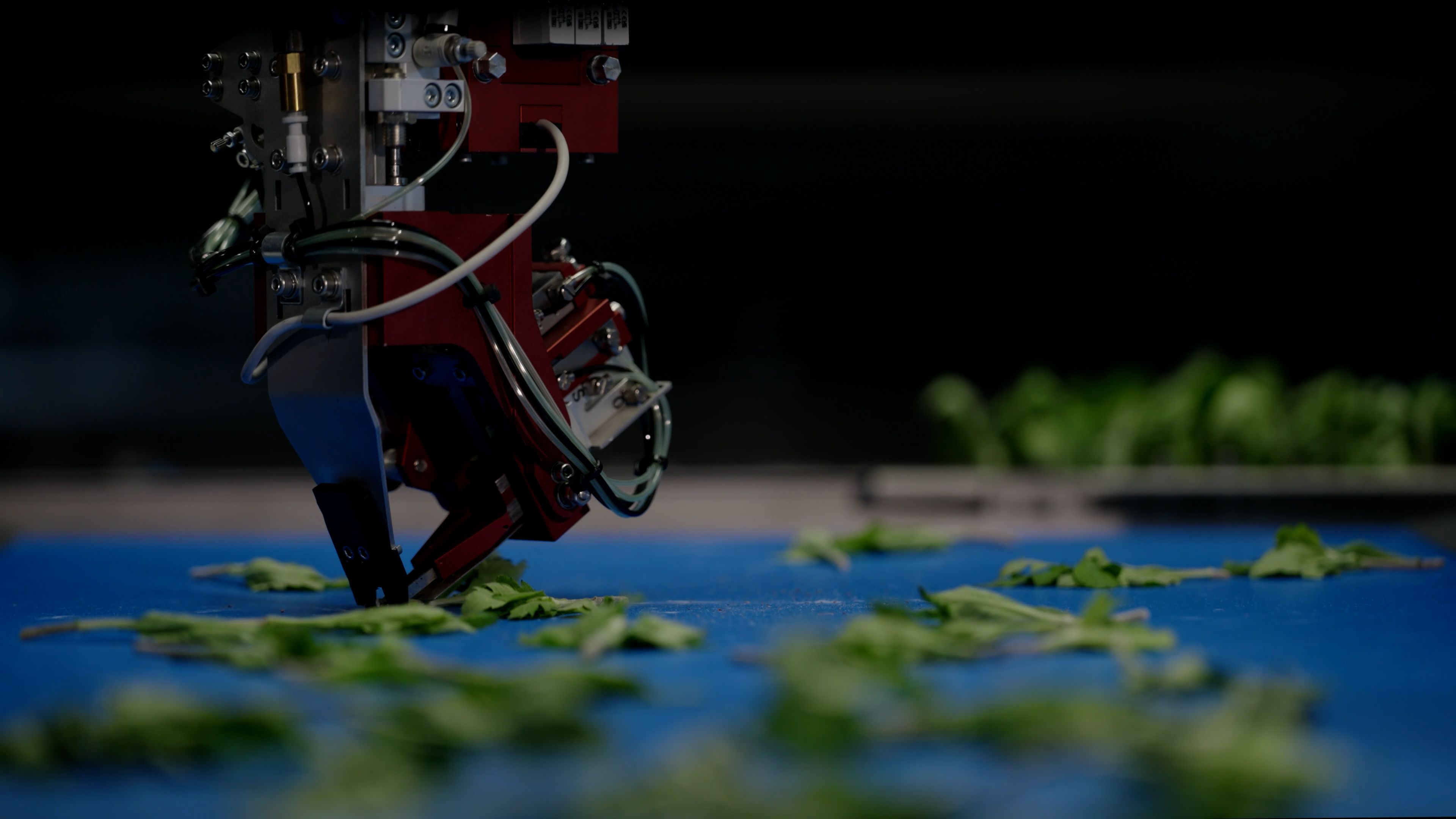 CuttingPlanter 2.0 des TTA-ISO CuttingPlanter 2.0 nimmt einen Pflanzensteckling vom Förderband auf.
