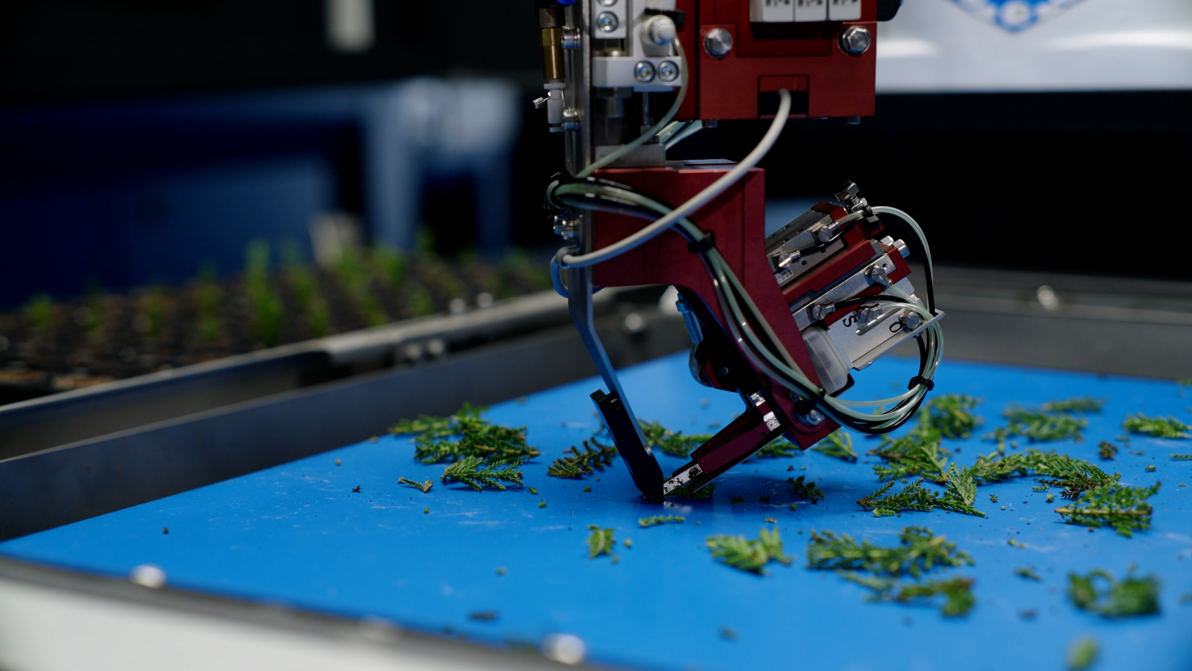 Ein Pflanzensteckling wird vom Greifer des TTA-ISO CuttingPlanter 2.0 aufgenommen.