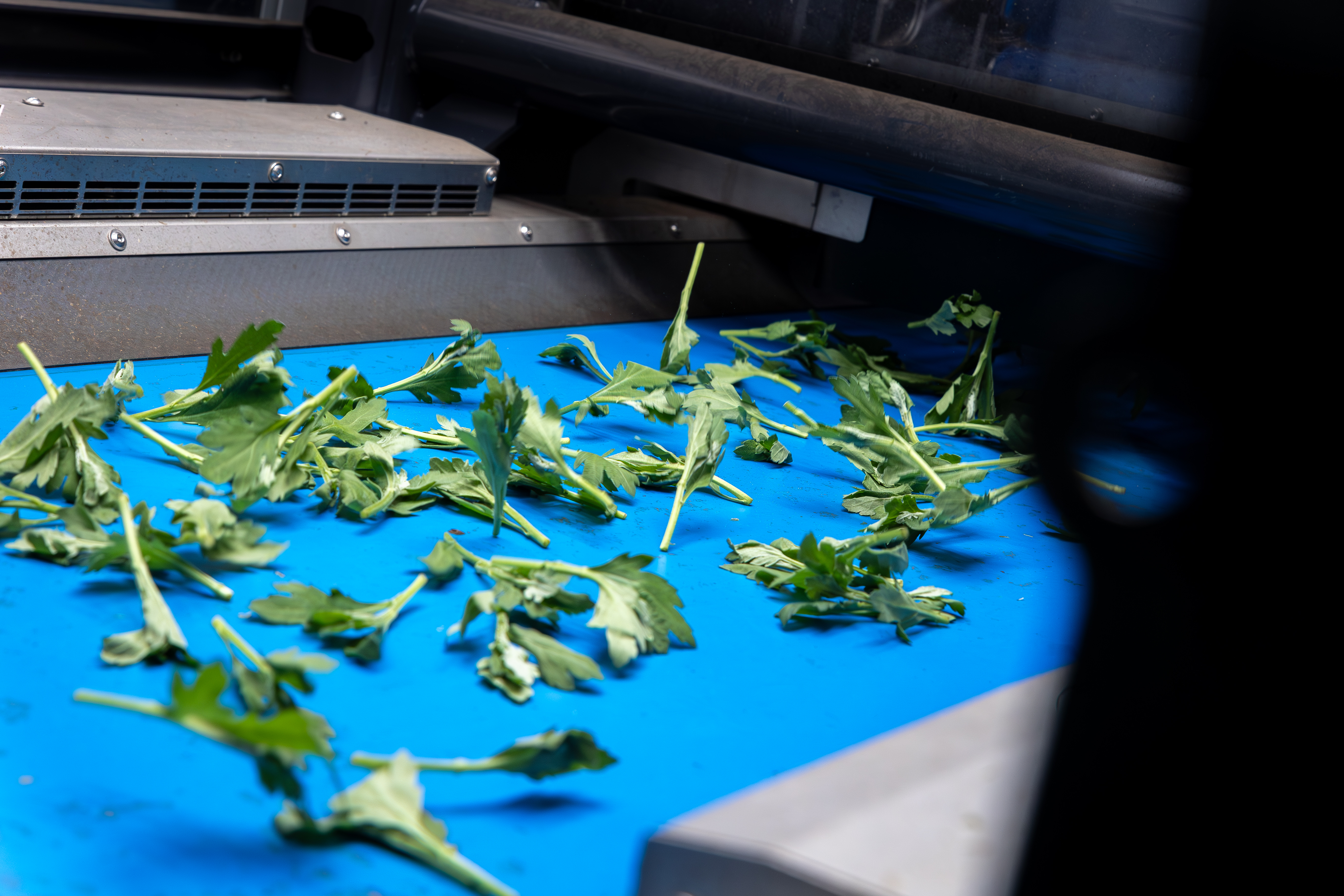 Förderband, das Chrysanthemenstecklinge auseinanderrüttelt, um sie für die automatisierte Ernte durch den TTA-ISO CuttingPlanter Chrysanthemum vorzubereiten.