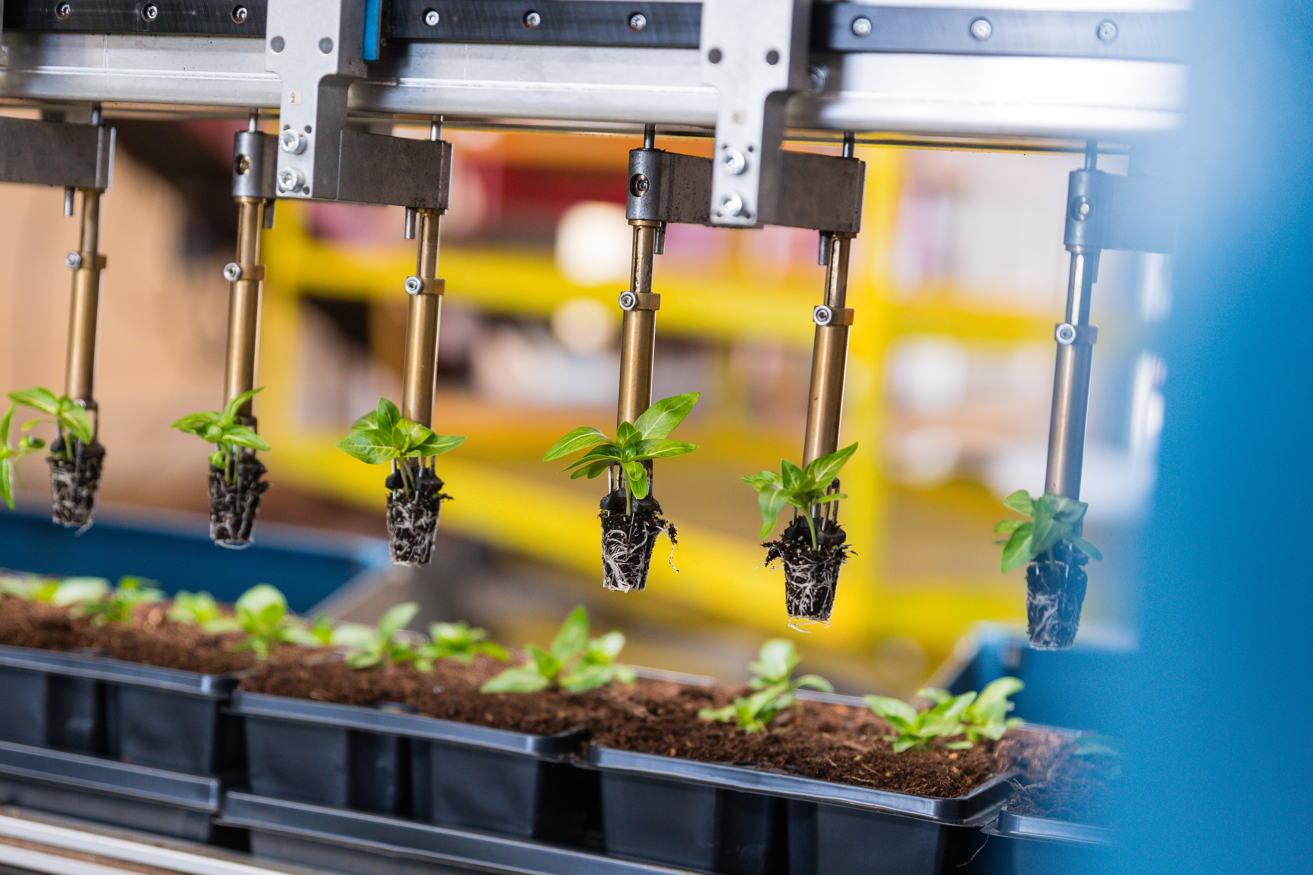 Robotergreifer positionieren Setzlinge für die Einlagerung in trays TTA-ISO PackPlanter.