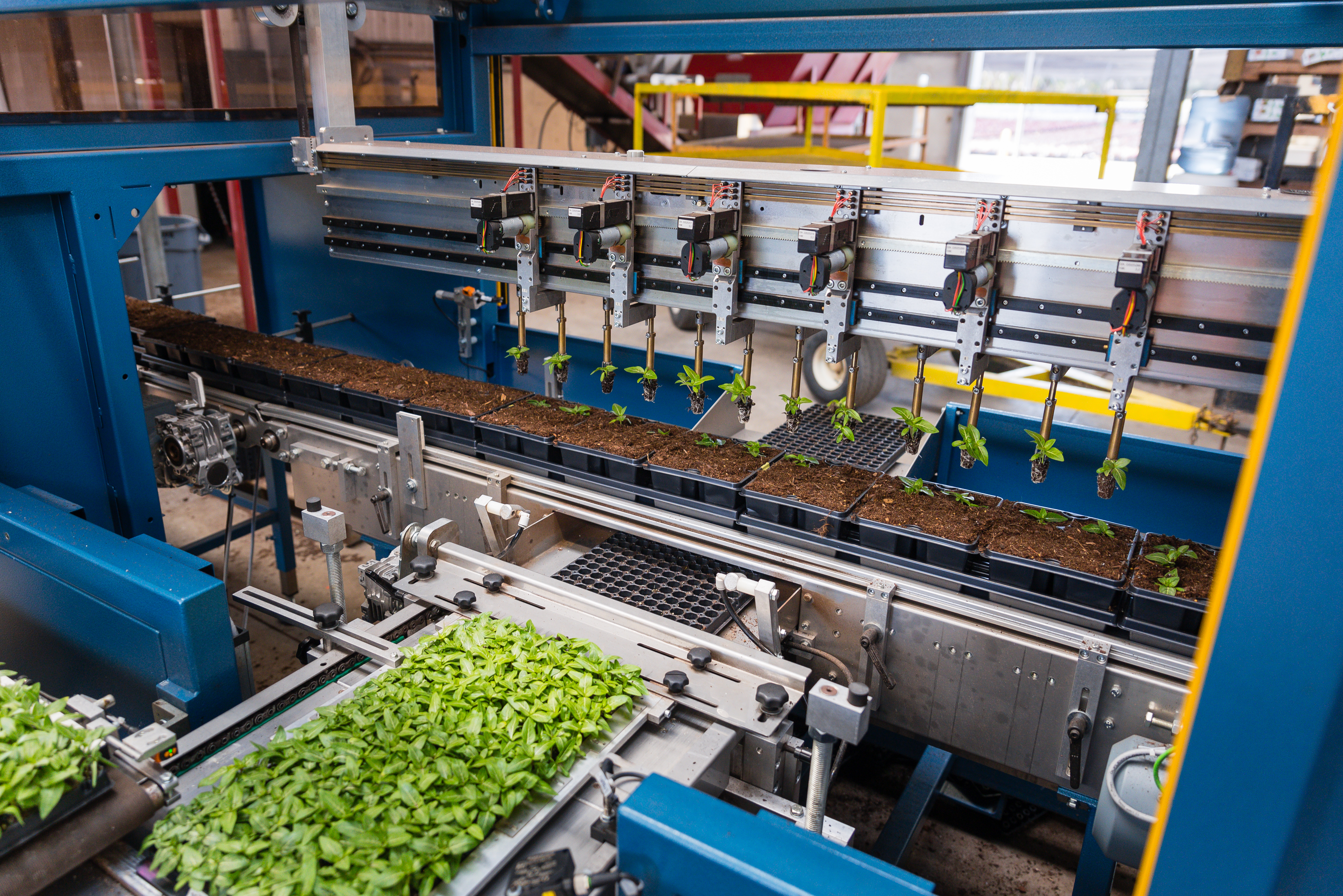 Die Pflanzsetzlinge werden vor dem Umpflanzen sicher von den Robotergreifern des TTA-ISO PackPlanter gehalten.