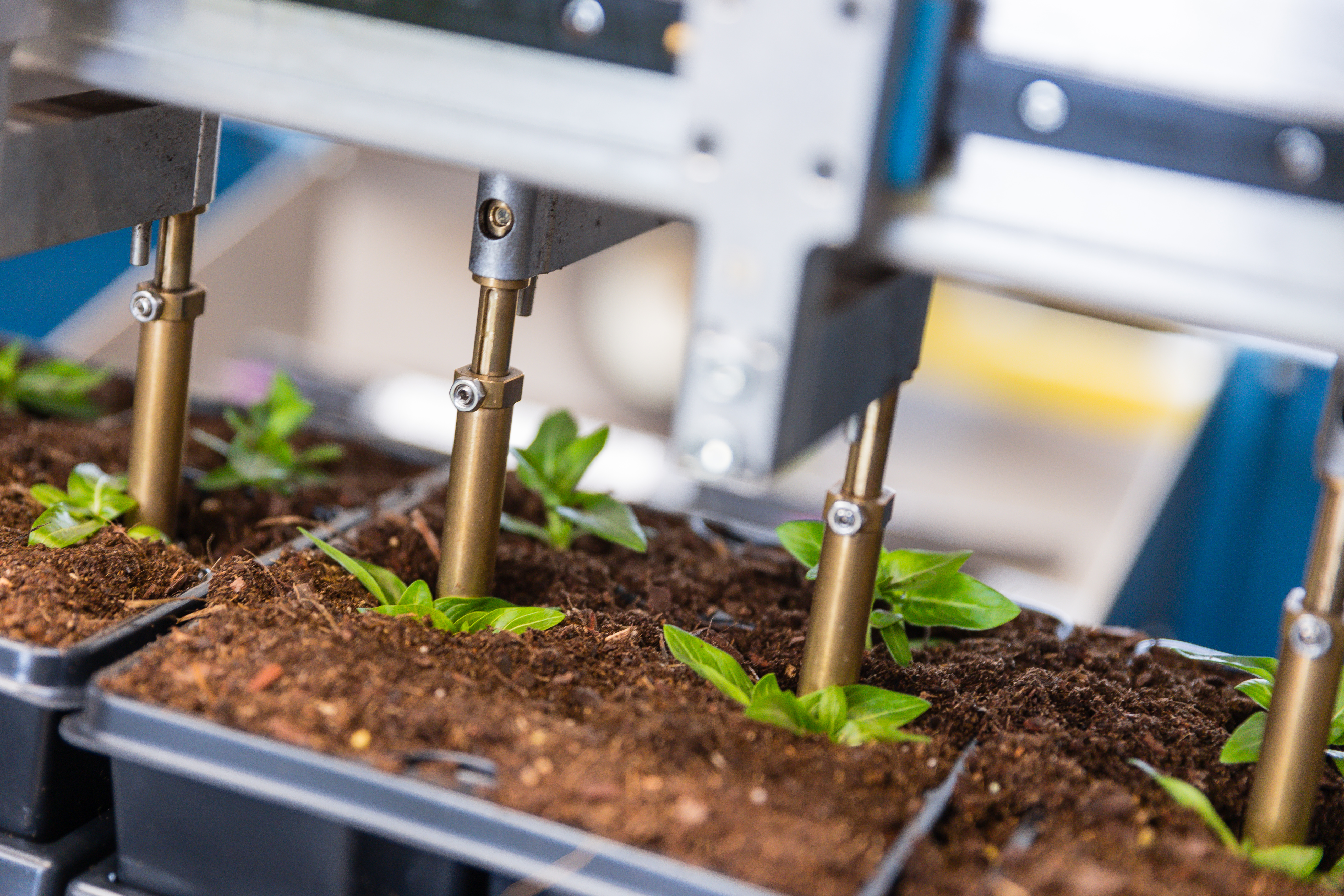 Pflanzsetzlinge werden trays den Robotergreifern des TTA-ISO PackPlanter in trays gesetzt.