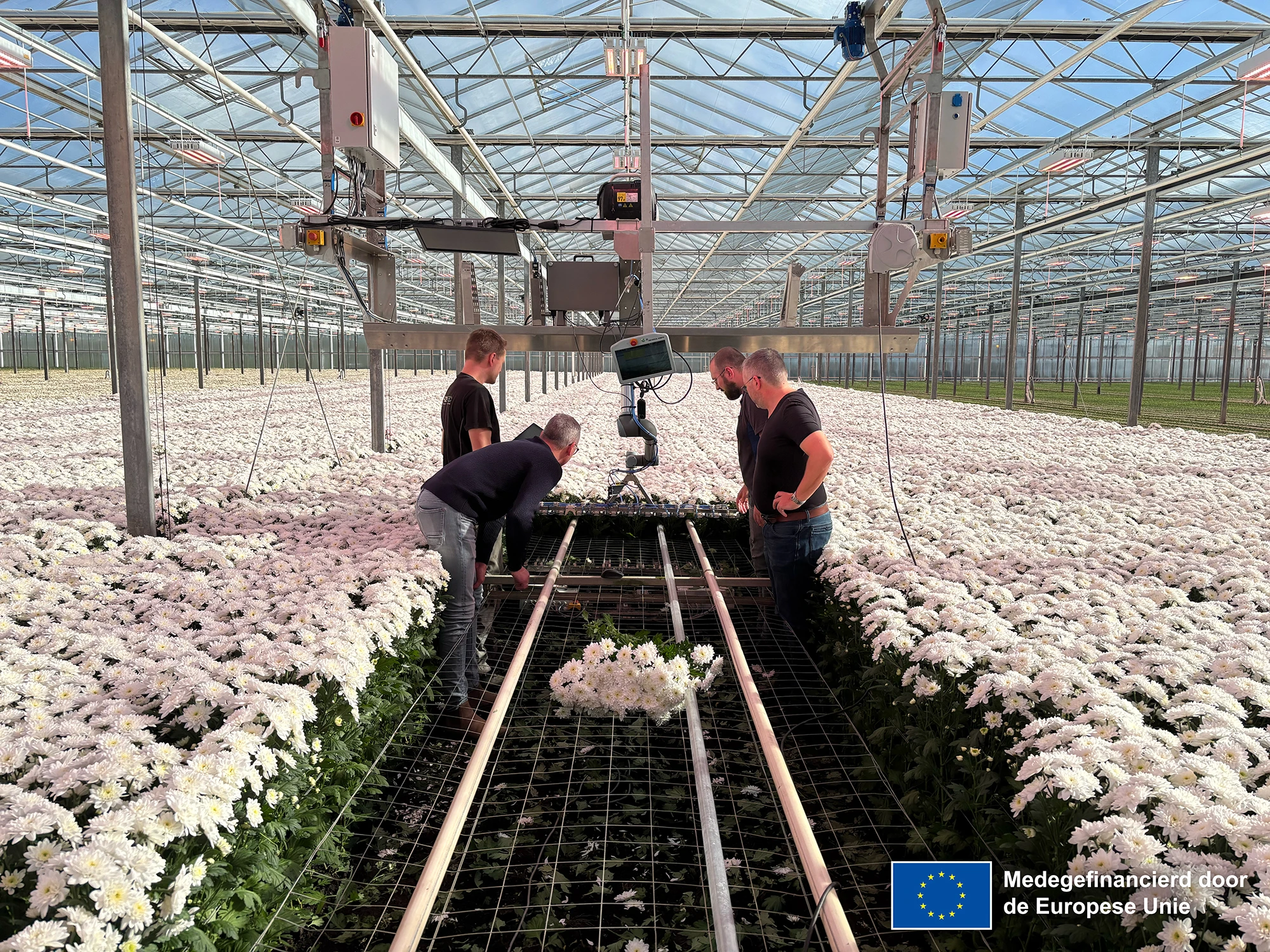 HVC – Ernte-Chrysantheme