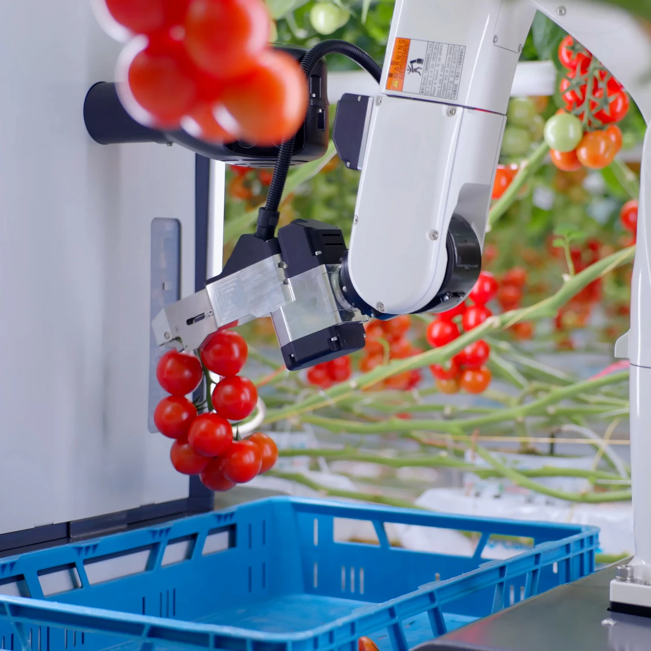 Der Tomatenernte-Roboter „ HarvAI “ von TTA-ISO hebt Tomatenstiele auf.